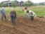 Plantação e semeação das culturas (1)
